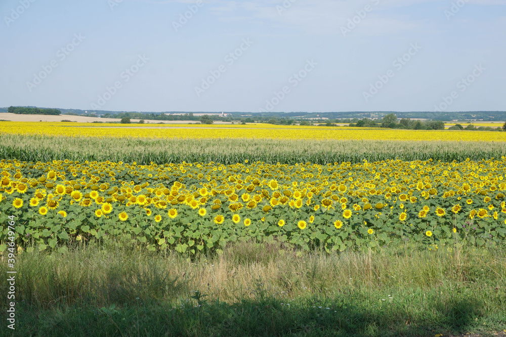 field of sun flowers