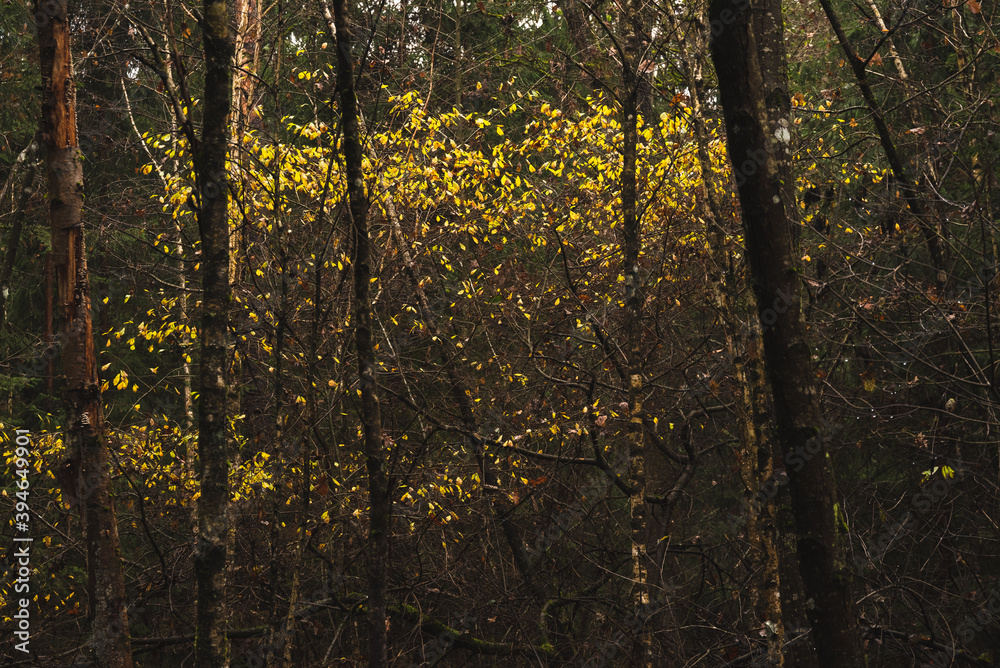 Autumn season themed photos in dark moody fores. Autumn season themed photos in dark moody fores.