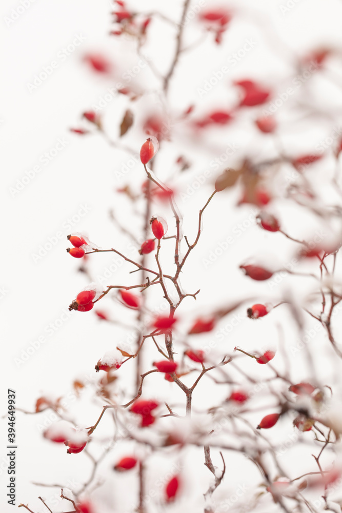Winter nature print close up with red rose hips with snow. Shrub with selective focus and blurred background.