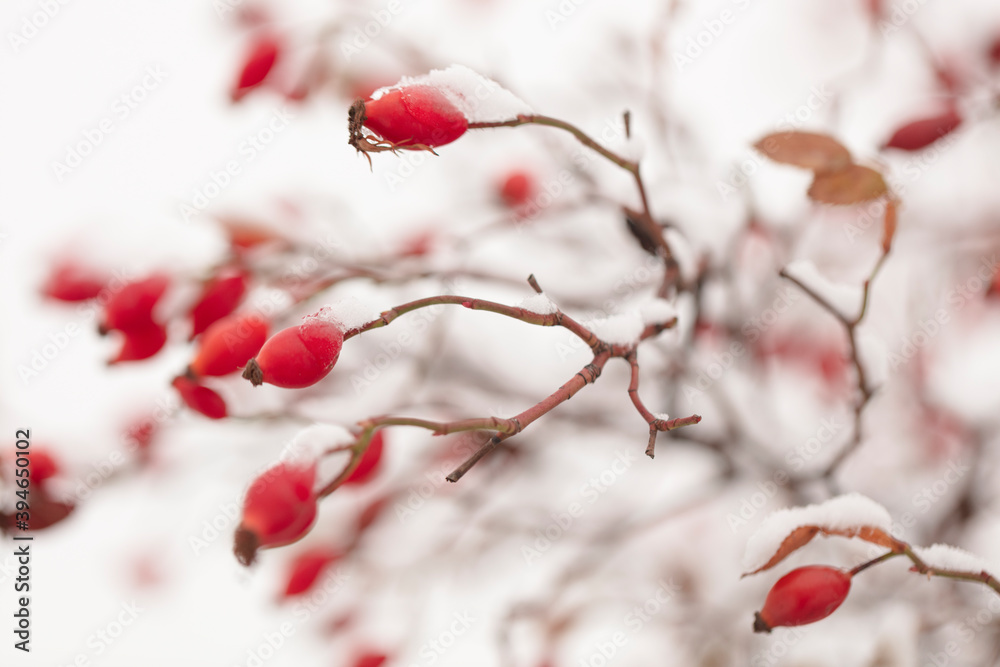 Winter nature print close up with red rose hips with snow. Shrub with selective focus and blurred background. Winter nature print close up with red rose hips with snow. Shrub with selective focus and blurred background.