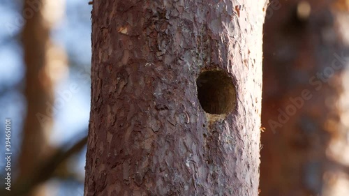 Buntspecht fütter seinen Nachwuchs photo