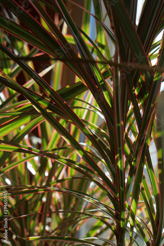close up of green leaves of dracaena marginata bicolor
