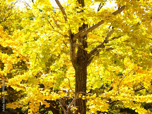 晩秋の黄葉の銀杏の木