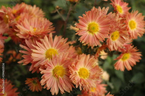 
Terracotta chrysanthemums bloom on a sunny autumn day