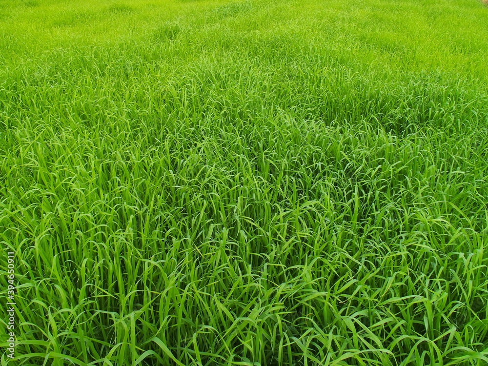 冬の朝の緑肥茂る畑 冬の朝の緑肥茂る畑