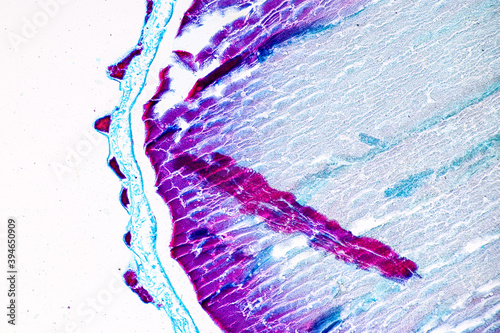 Slime molds, as a group, are polyphyletic under the microscope for education. photo