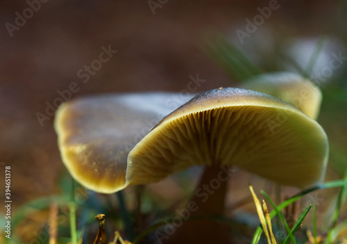 Ground perspective at a mushroom at autumn in Mecklenburg-West Pomerania germany