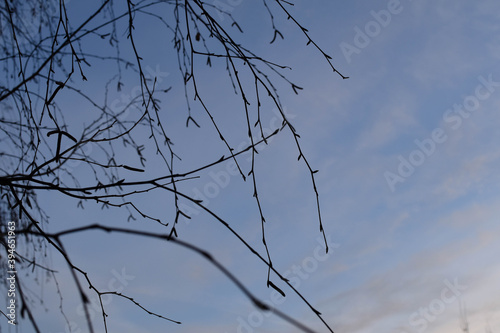 Bare tree branches against the blue sky. Winter, day