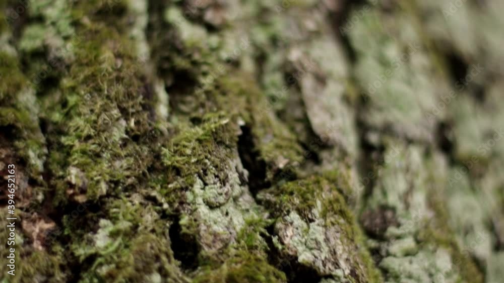 The texture of logs in the forest. Harvest tree for the winter V The texture of logs in the forest. Harvest tree for the winter V
