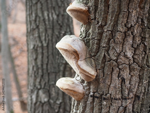 mushrooms or fungus on a tree in autumn forest