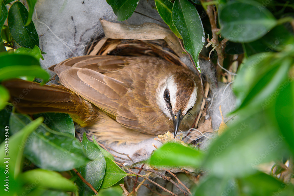 The yellow-vented bulbul (Pycnonotus goiavier), or eastern yellow-vented is a kind of bird at Thailand The yellow-vented bulbul (Pycnonotus goiavier), or eastern yellow-vented is a kind of bird at Thailand