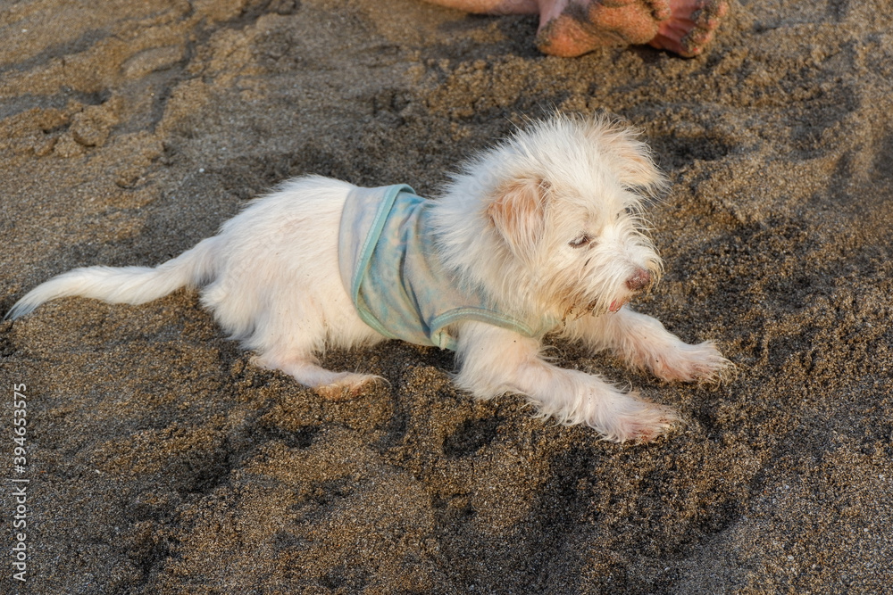 A cute dog relax in the sand on the beach A cute dog relax in the sand on the beach