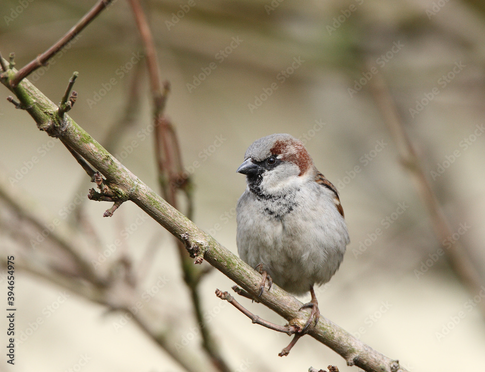 Fototapeta premium Huismus, House Sparrow, Passer domesticus