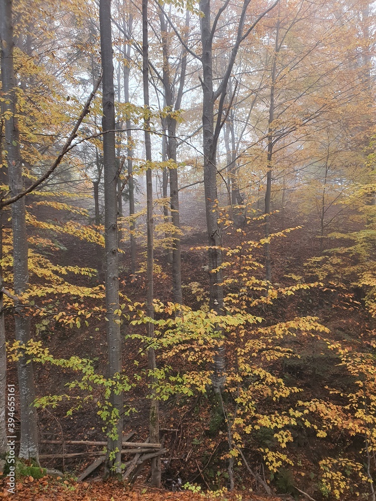 Fototapeta premium autumn forest in the morning