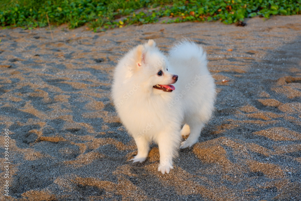 A cute Samoyed puppy on the beach A cute Samoyed puppy on the beach