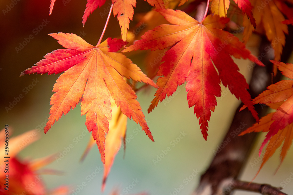 綺麗に色づく紅葉の葉 綺麗に色づく紅葉の葉
