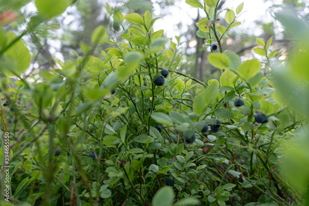 Blueberries in the forest