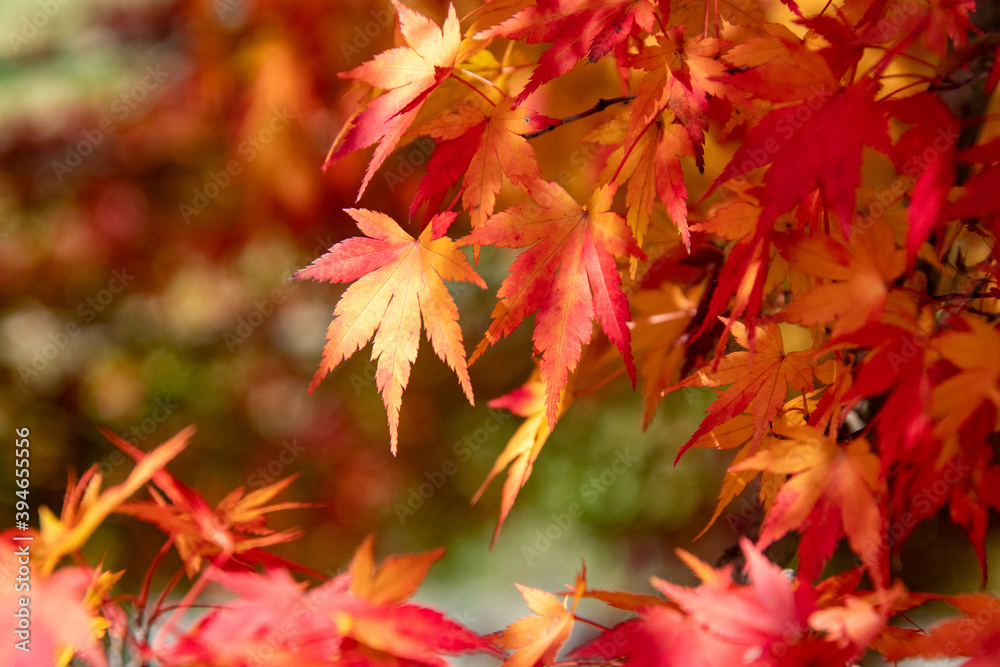 綺麗に色づく紅葉の葉 綺麗に色づく紅葉の葉
