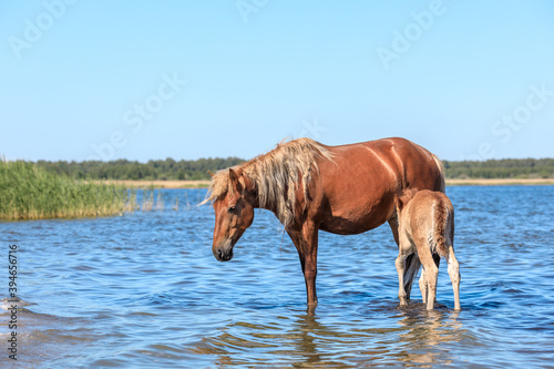a horse and her child stand in a pond in the water on a hot summer day