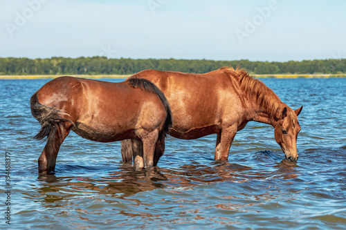 two horses stand knee-deep in water and drink water