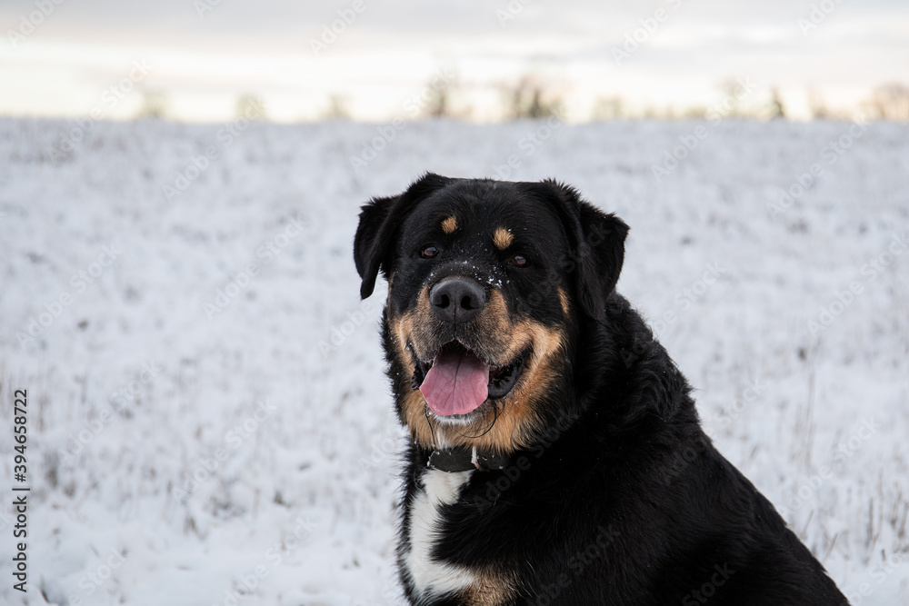 Black dog in a snowy meadow. Best friend, winter and cold Black dog in a snowy meadow. Best friend, winter and cold