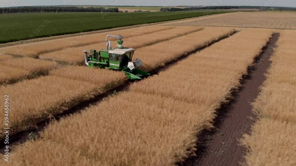 Close up of combine harvester cutting rapeseed plants in the field. Breeding field Close up of combine harvester cutting rapeseed plants in the field. Breeding field