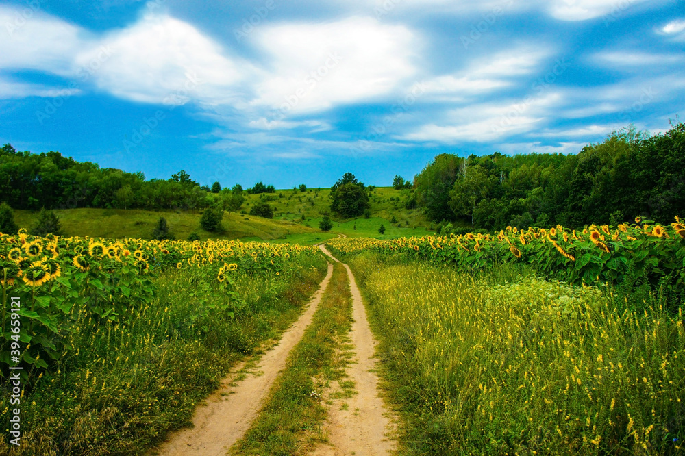 country road at summertime, beautiful sunny day with blue sky and clouds photo landscape. Green sunflower meadows and blue sky