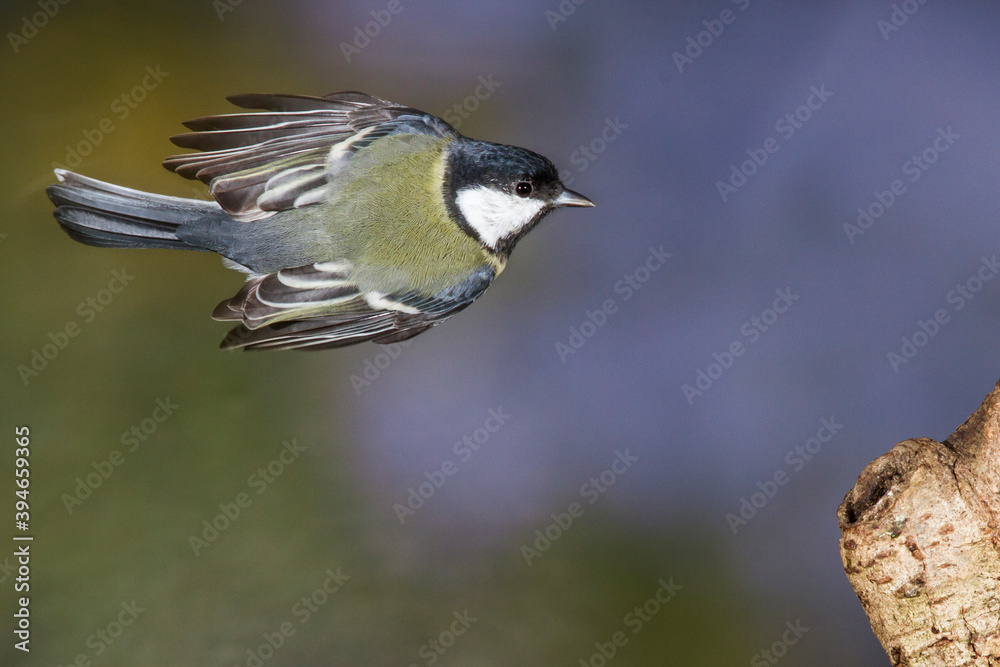 Obraz premium Kohlmeise (parus major)