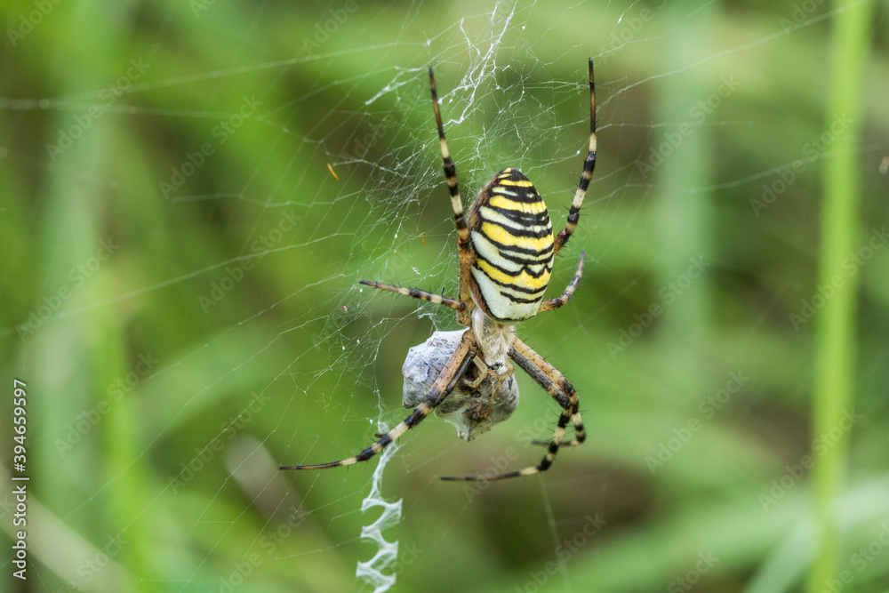 Wespenspinne (Argiope bruennichii) mit Beute Wespenspinne (Argiope bruennichii) mit Beute