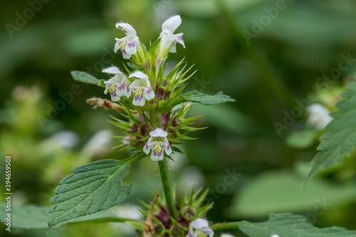 Gemeiner Hohlzahn (Galeopsis tetrahit) photo