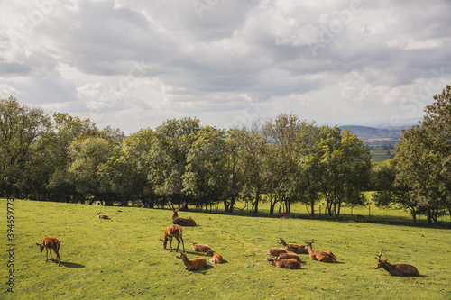 Deers in Broadway Tower garden, beautiful weather in a very famous English area - Cotswolds photo