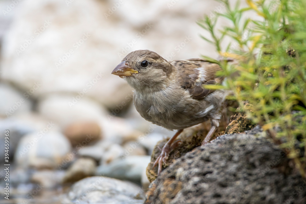 Haussperling (Passer domesticus) Haussperling (Passer domesticus)