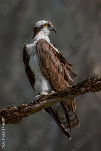 Portrait of An Osprey Perched On a Branch At Circle B Bar Reserve In Lakeland, FL, USA