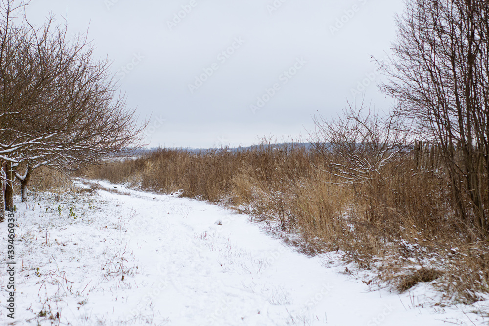 Bleak nature in late autumn, there is snow. Trees and shrubs. Bleak nature in late autumn, there is snow. Trees and shrubs.