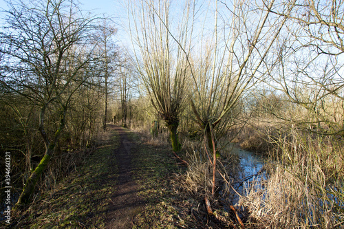 Oostvaardersplassen photo