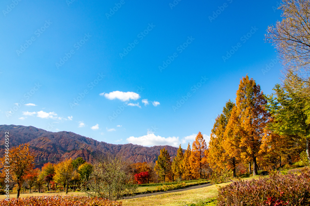 綺麗な青空と紅葉の風景