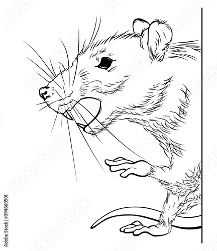 Rat pest illustration