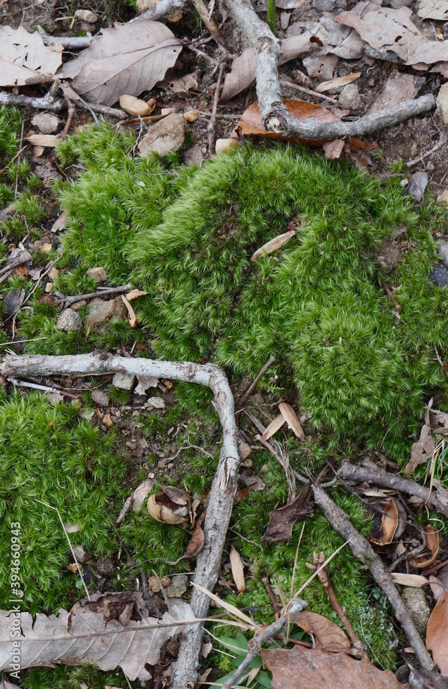 Nature Artifacts, Moss and Sticks Nature Artifacts, Moss and Sticks