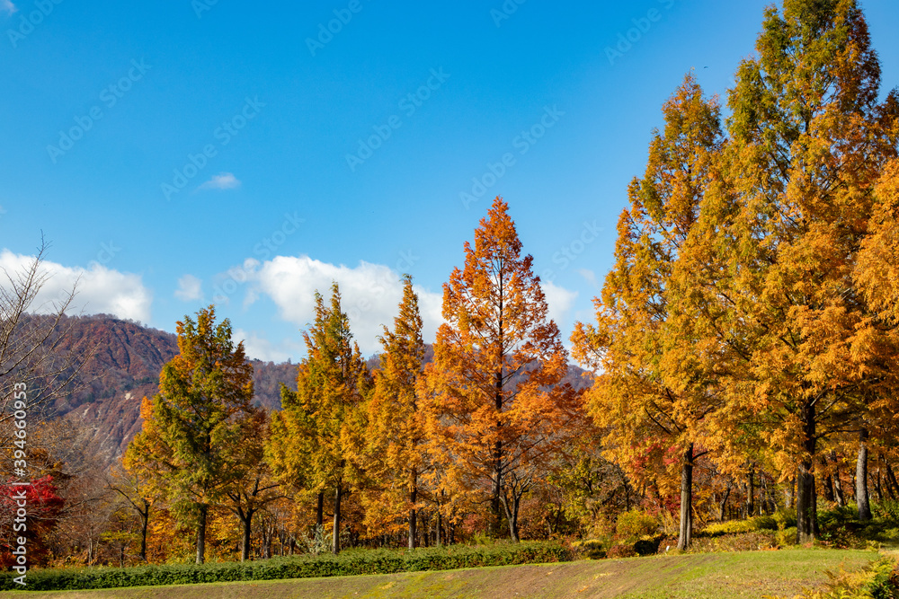 綺麗な青空と紅葉の風景