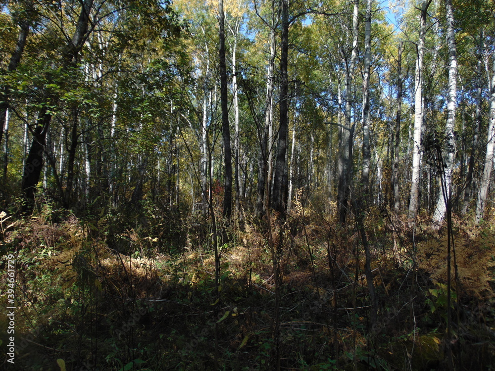Fototapeta premium trees in the forest