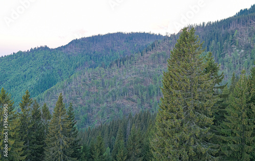 massive deforestation in Bucegi National Park