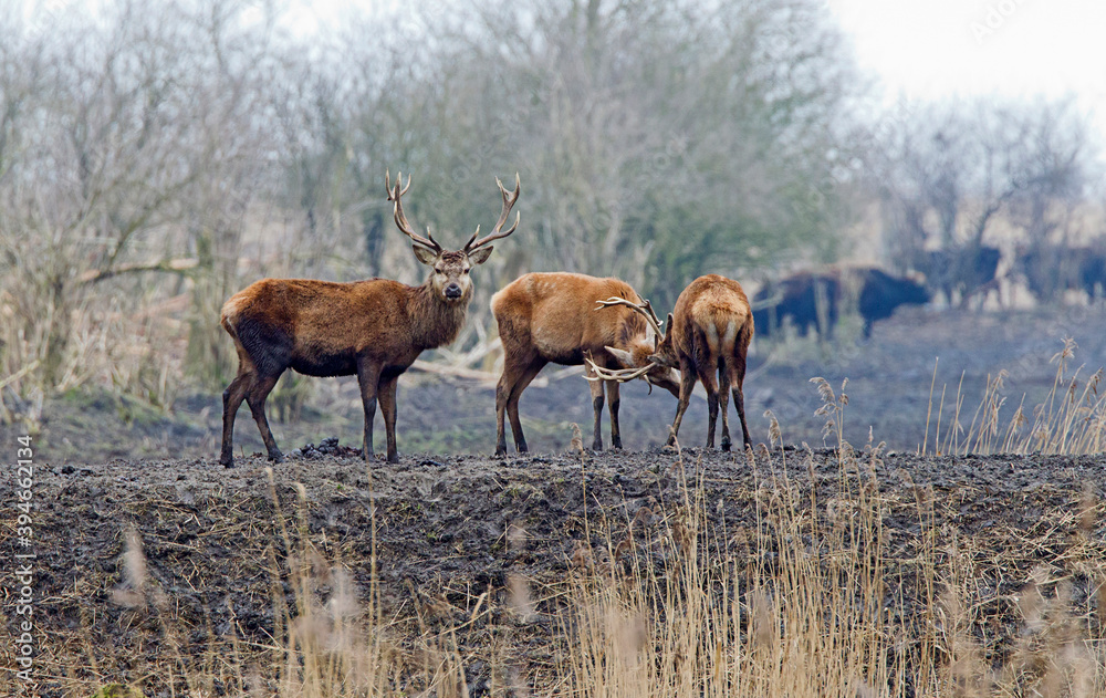 Obraz premium Edelhert, Red Deer, Cervus elaphus