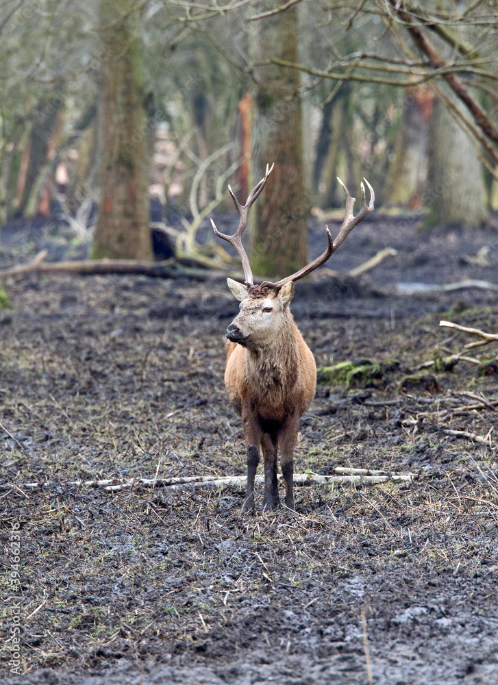 Fototapeta premium Edelhert, Red Deer, Cervus elaphus