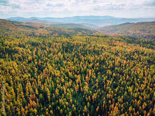 Top view of a dense saturated forest with tall trees