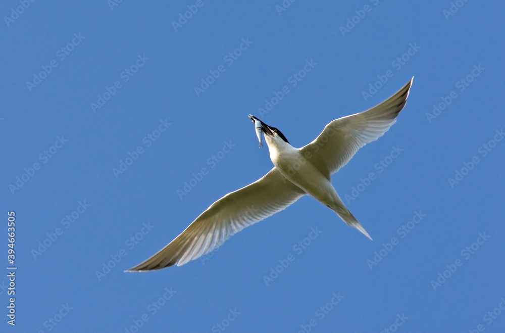 Grote stern, Sandwich Tern, Sterna sandvicensis Grote stern, Sandwich Tern, Sterna sandvicensis