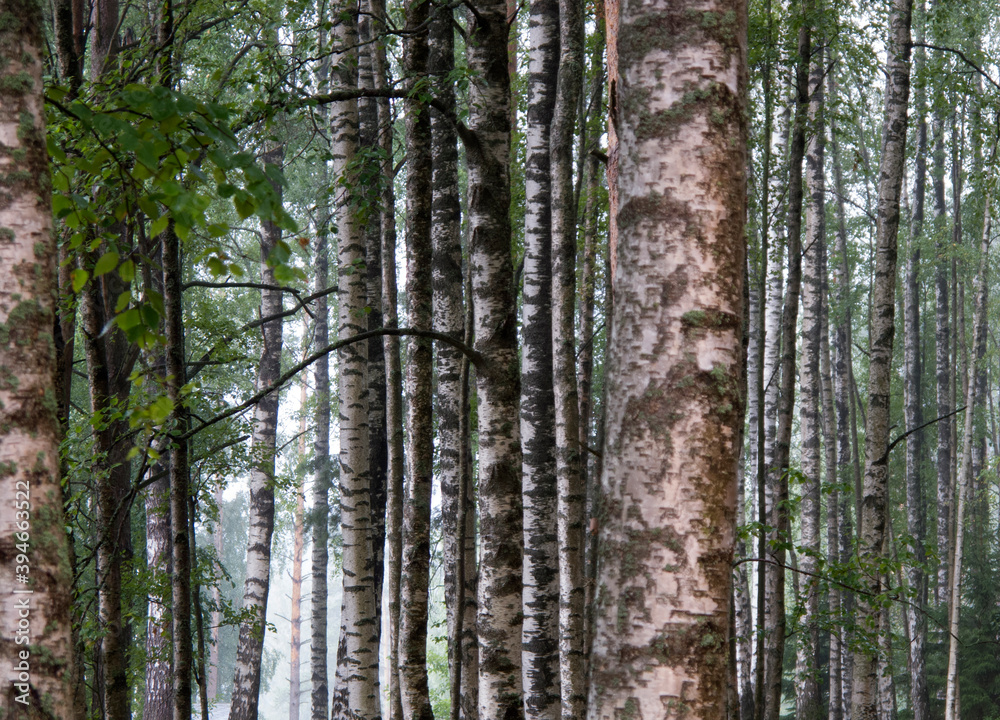 Summer july view of birch grove in sunlight