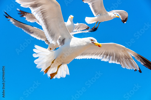 A flock of white seagulls with blue sky at the background