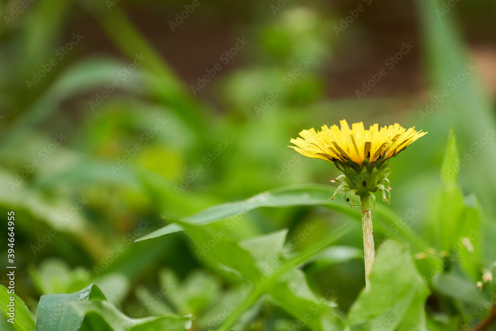 シンプルに一輪のタンポポの花 シンプルに一輪のタンポポの花