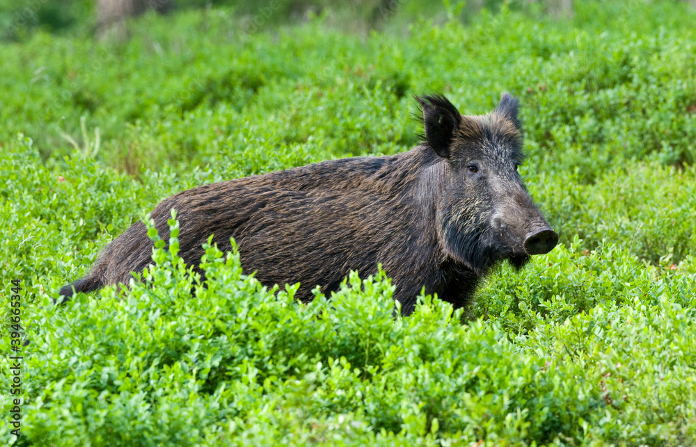 Wild boar, Sus scrofa