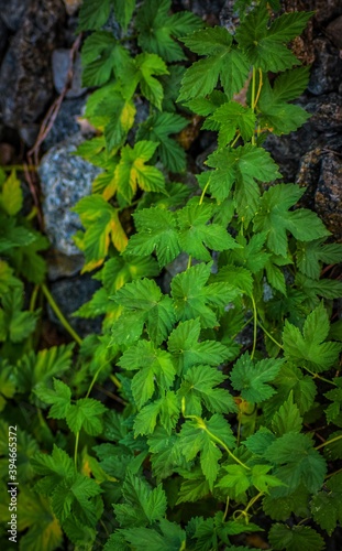 green moss in the forest